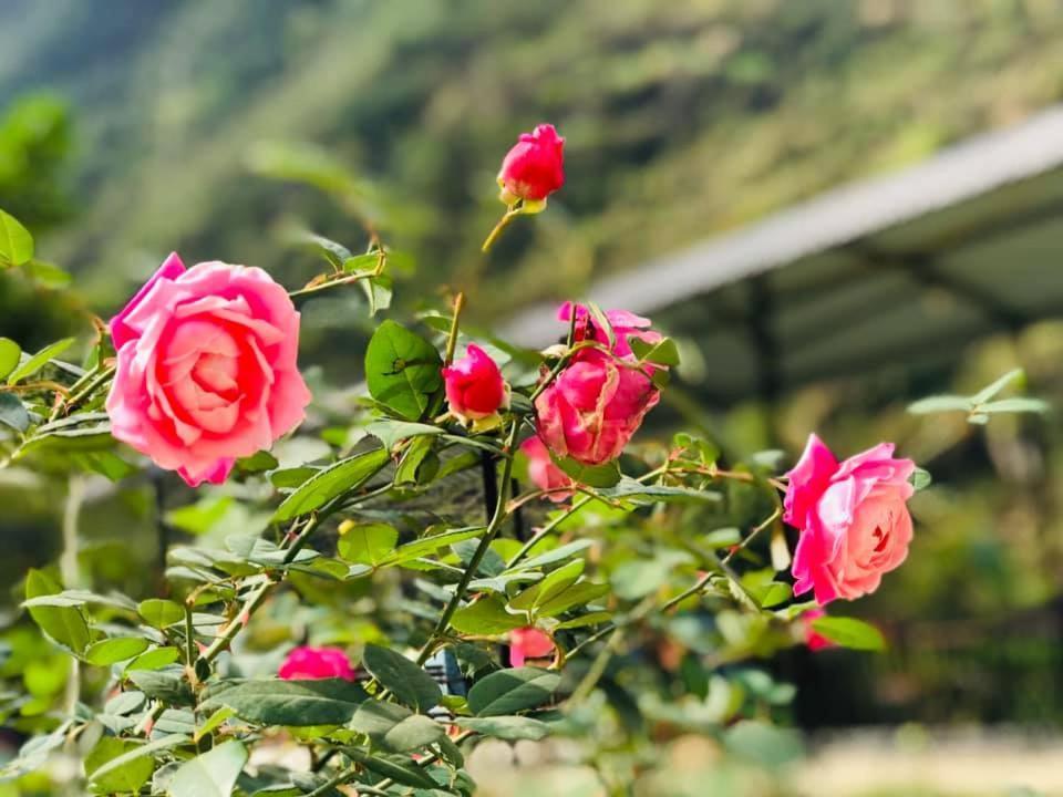 Diem Dung Chan Can Ty Hà Giang Zewnętrze zdjęcie